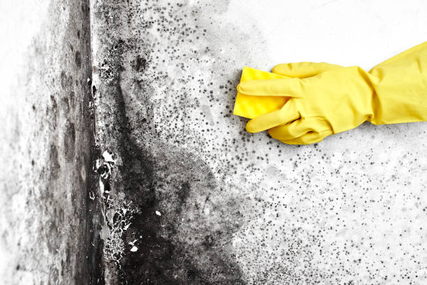 Mold Remediation for Rental Properties in Ainsworth, NE