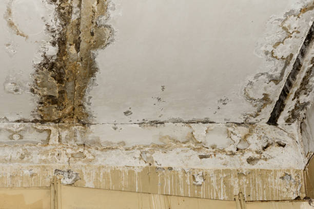 Best Mold Remediation for Healthcare Facilities  in Ainsworth, NE